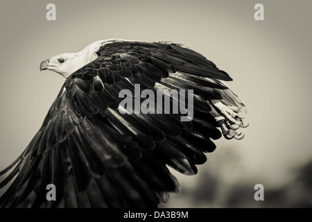 Image en noir et blanc des poissons africains, eagle haliaeetus vocifer, en vol à la recherche de proies dans le delta de l'Okavango au Botswana Banque D'Images