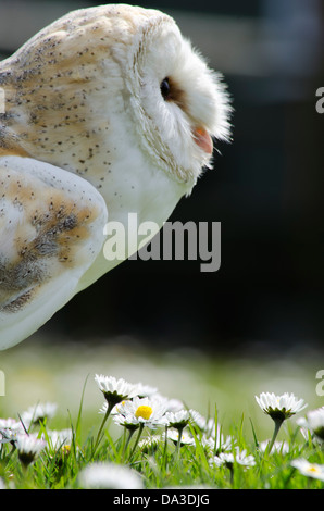 Effraie des clochers (Tyto alba) dans un champ de marguerites. Banque D'Images