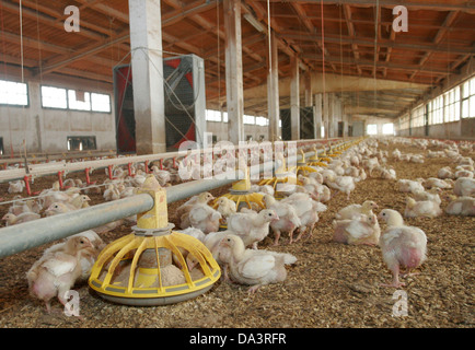 Les poulets sont vus à l'intérieur d'un élevage de volailles dans l'île espagnole de Majorque Banque D'Images