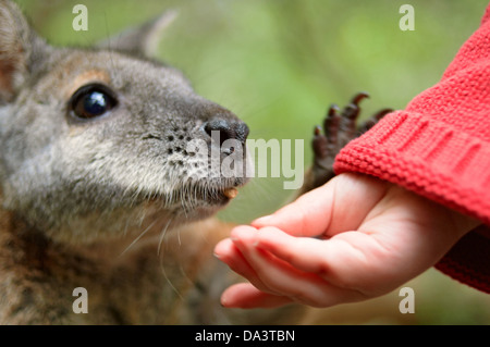 L'alimentation à la main de l'enfant un wallaby Banque D'Images