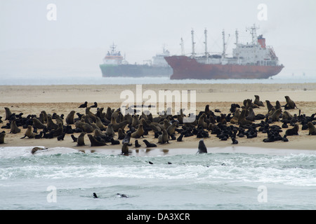 Colonie de phoques à fourrure (Arctocephalus pusillus) à Pelican Point, et bateaux ancrés à Walvis Bay, Namibie, Afrique Banque D'Images