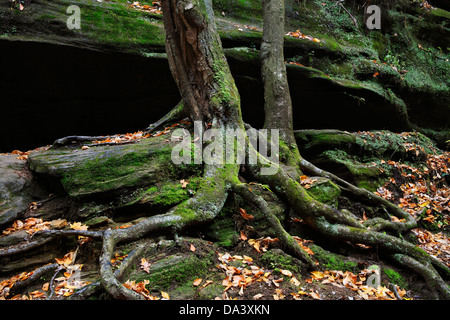 Une falaise rocheuse de murs, les troncs d'arbres moussus et des racines dans la pittoresque Old Man's Cave State Park de centre de l'Ohio, USA Banque D'Images