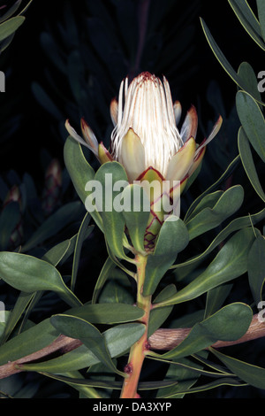 Close-up de feuilles lancéolées fleurs / smalblaarsuicurbos Sugarbush - Protea lanceolata - famille des Protéacées Banque D'Images