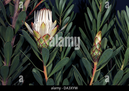 Close-up de feuilles lancéolées fleurs / smalblaarsuicurbos Sugarbush - Protea lanceolata - famille des Protéacées Banque D'Images