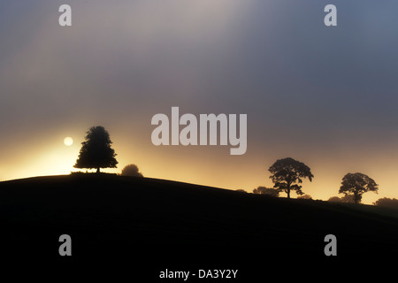 Silhouette Horse Chestnut Tree dans le brouillard au lever du soleil Banque D'Images