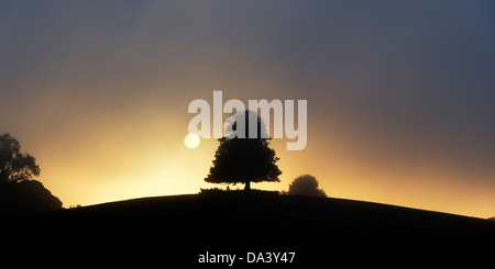 Silhouette Horse Chestnut Tree dans le brouillard au lever du soleil Banque D'Images