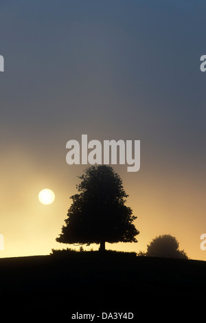 Silhouette Horse Chestnut Tree dans le brouillard au lever du soleil Banque D'Images