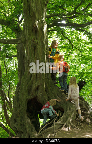 Enfants jouant sur un vieil arbre Banque D'Images