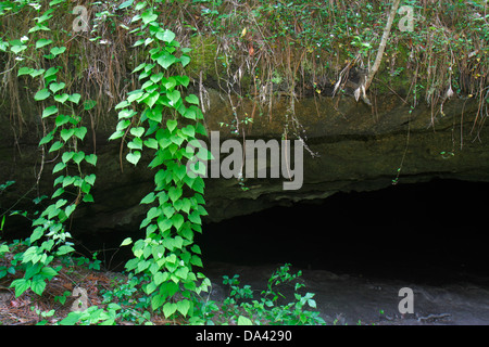 Tallahassee Floride, Apalachicola National Forest, Leon Sinks, gouffre, Big Dismal Sink, Woodville Karst Plain, les visiteurs voyage visite touristique Banque D'Images