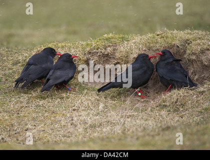 Crave à bec rouge (Pyrrhocorax pyrrhocorax) quatre adultes abritant du vent derrière des dunes de neige au cours d'Islay Ardnave Banque D'Images