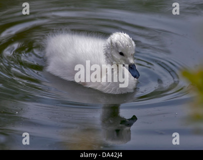 Cygnet Swan à col noir (cygus melancoryphus) Banque D'Images