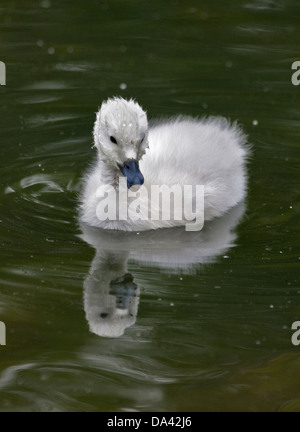 Cygnet Swan à col noir (cygus melancoryphus) Banque D'Images