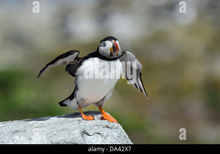 Macareux moine (Fratercula arctica) Comité permanent sur les roches les ailes battantes gerpinnes mer du Nord Banque D'Images