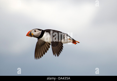 Macareux moine (Fratercula arctica),en vol,mer du Nord Banque D'Images