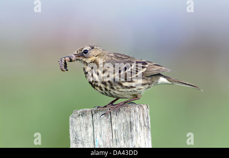 Pipit Anthus spinoletta,rock,avec de la nourriture,le Northumberland Banque D'Images