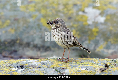 Pipit Anthus spinoletta,rock,avec de la nourriture,le Northumberland Banque D'Images