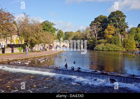 La bernache du Canada (Branta canadensis) sur le seuil de l'autre côté de la rivière Wye à Bakewell, Derbyshire, Angleterre, RU Banque D'Images