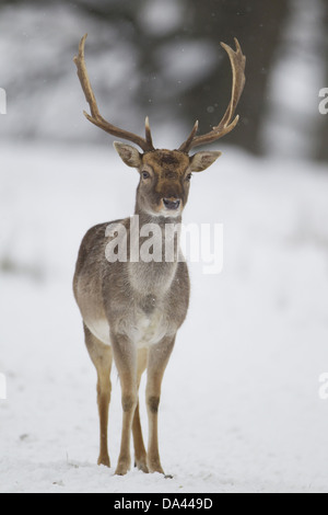 Le daim (Dama dama) forme foncée, mature buck, debout sur le bord des bois couverts de neige, Suffolk, Angleterre, Janvier Banque D'Images