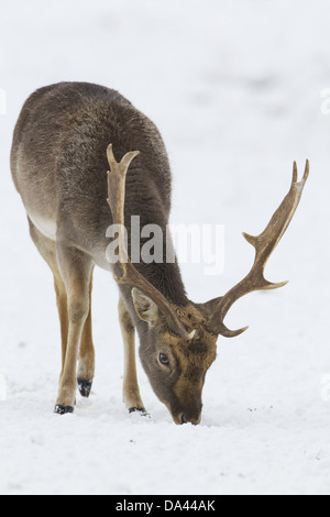 Le daim (Dama dama) forme foncée, mature buck, se nourrissant de prairies couvertes de neige, Suffolk, Angleterre, Janvier Banque D'Images