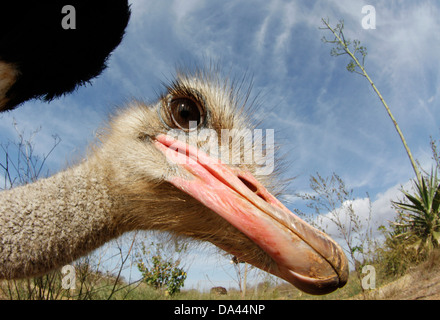 Vu d'autruche dans leur ferme près de Ses Salines, dans l'île espagnole de Majorque. Banque D'Images