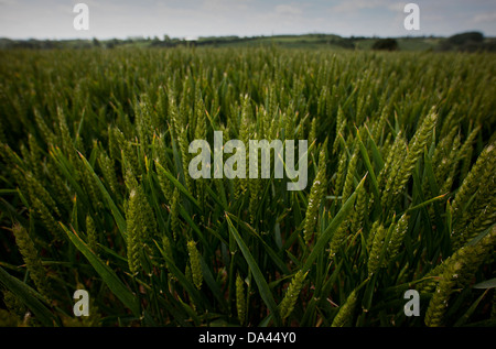 La culture du blé dans la région de Thaxted, Essex, Angleterre, Royaume-Uni. Juillet 2013 blés verts dans un champ près de Thaxted, Essex, Royaume-Uni. Banque D'Images
