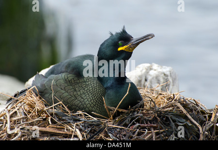 Shag Phalacrocorax aristotelis sur Northumberland nid Banque D'Images