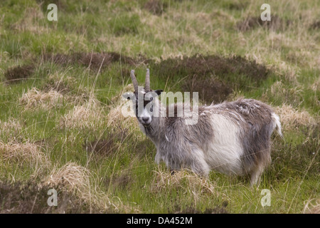 Chèvre sauvage (Capra hircus) adulte pâturage sur la lande près de Caersphairn Kirkcudbrightshire Southern Uplands Dumfries et Galloway Banque D'Images