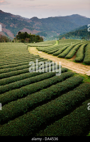 Mae Salong de plantations de thé sur les hauts plateaux de la district de Chiang Rai, Thaïlande. Banque D'Images