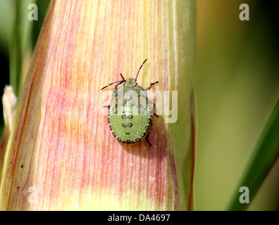 Close-up d'une nymphe de la Green Shield Bug (Palomena prasina) Banque D'Images