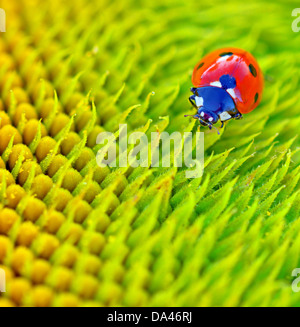 Coccinelle est assis sur une fleur dans l'heure d'été Banque D'Images