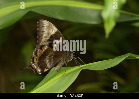 Papillon Papilio ulysses Ulysses (joesa) adulte, reposant sur feuille, Queensland, Australie, novembre Banque D'Images