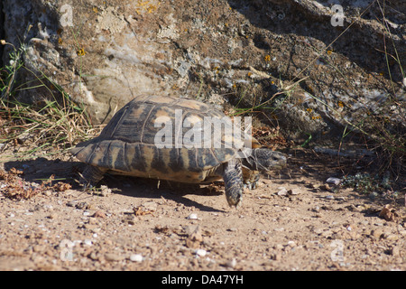 Un Marginated Tortoise (Testudo marginata) le long laborieux sur le terrain du Temple de Poséidon au Cap Sounion, Attique, Grèce. Banque D'Images