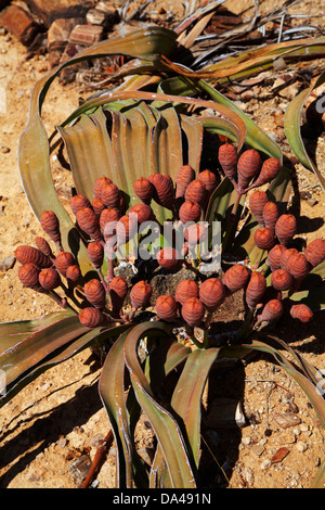 Sur les cônes des plantes Welwitschia à la Forêt Pétrifiée, Damaraland, Namibie, Afrique Banque D'Images