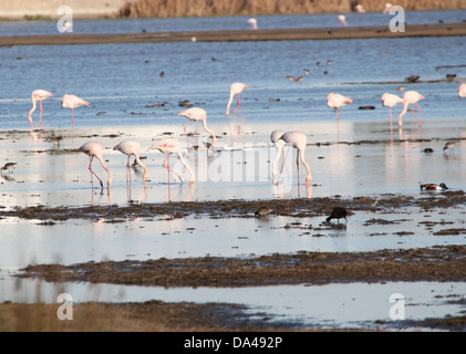 De la région de flamants roses (Phoenicopterus roseus), prises dans le parc La Doñana Andalousie, Espagne Banque D'Images