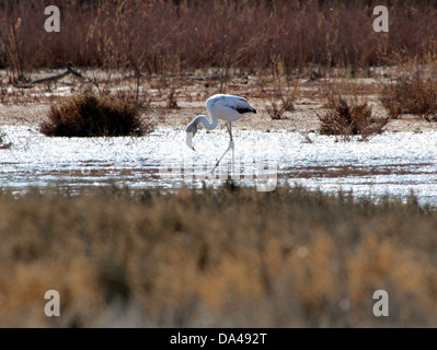 De la région de flamants roses (Phoenicopterus roseus), prises dans le parc La Doñana Andalousie, Espagne Banque D'Images