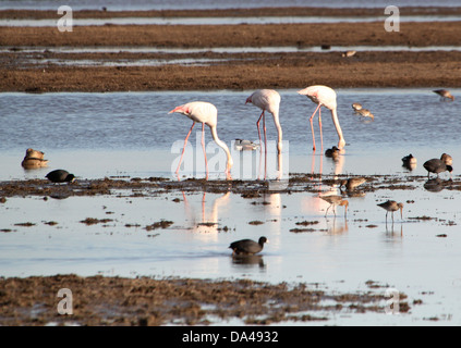 De la région de flamants roses (Phoenicopterus roseus), prises dans le parc La Doñana Andalousie, Espagne Banque D'Images