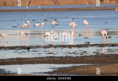 De la région de flamants roses (Phoenicopterus roseus), prises dans le parc La Doñana Andalousie, Espagne Banque D'Images