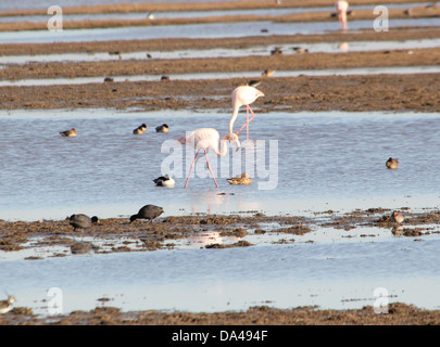 De la région de flamants roses (Phoenicopterus roseus), prises dans le parc La Doñana Andalousie, Espagne Banque D'Images