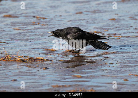 Corneille noire (Corvus corone) Appelant les beach la baie Liverpool Royaume-Uni Décembre 1568 Banque D'Images