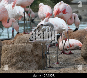 Grand groupe de flamants du Chili / Amérique du Sud (Phoenicopterus chilensis) dans Bioparc, Espagne Banque D'Images