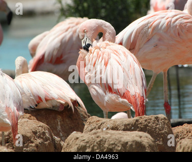 Amérique du Sud / lissage des flamants du Chili (Phoenicopterus chilensis) dans Bioparc, Espagne Banque D'Images