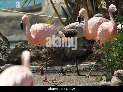 Grand groupe de flamants du Chili / Amérique du Sud (Phoenicopterus chilensis) dans Bioparc, Espagne Banque D'Images