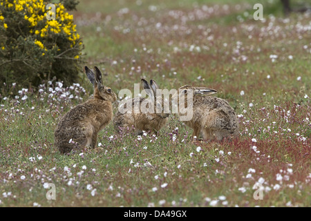 Groupe de lièvres bruns sur Havergate Island, dans le Suffolk. Banque D'Images