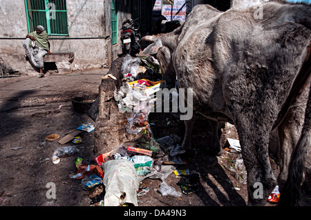 Les déchets de l'alimentation des vaches tandis qu'une femme est assise sur une banque. Jodhpur, Inde, Rajastha Banque D'Images