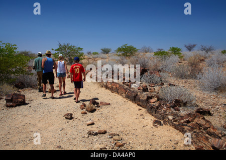 Guide de la famille et à la recherche au tronc d'arbre pétrifié, Forêt Pétrifiée, Damaraland, Namibie, Afrique Banque D'Images