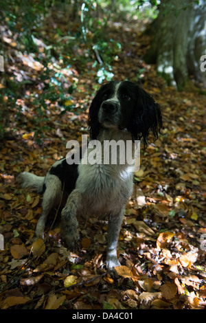 Chien à la chasse en forêt Banque D'Images