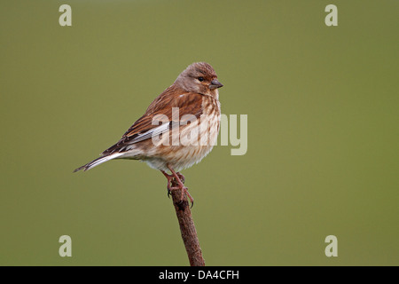(Carduelis cannabina Linnet femelle) perché en bord de champ sur les terres agricoles Cheshire UK Juin 0714 Banque D'Images