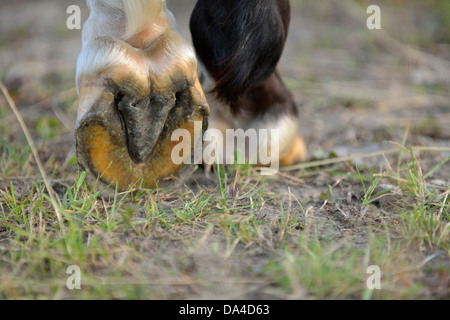 Cheval domestique (Equus ferus caballus), Färjestaden, Suède Banque D'Images