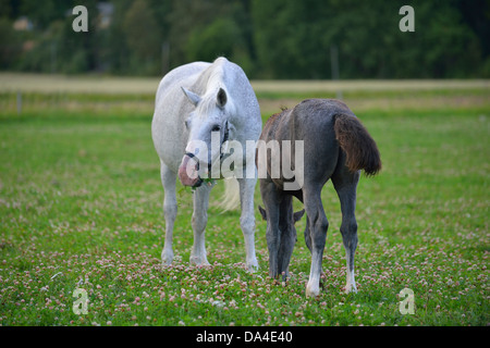 Cheval domestique (Equus ferus caballus) mare avec poulain, Färjestaden, Suède Banque D'Images