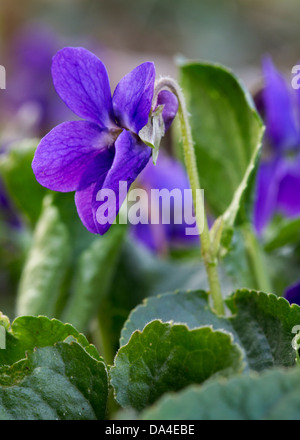 Bois violet / sweet violets / French violette (Viola odorata) en fleurs au printemps Banque D'Images